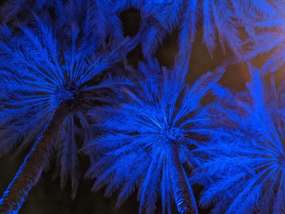 13 Ideas for Creating Colorectal Cancer Awareness Tim McDonald Blue Palm Trees