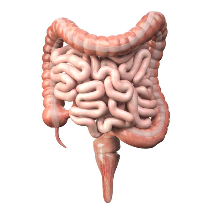 illustration of a colon and rectum