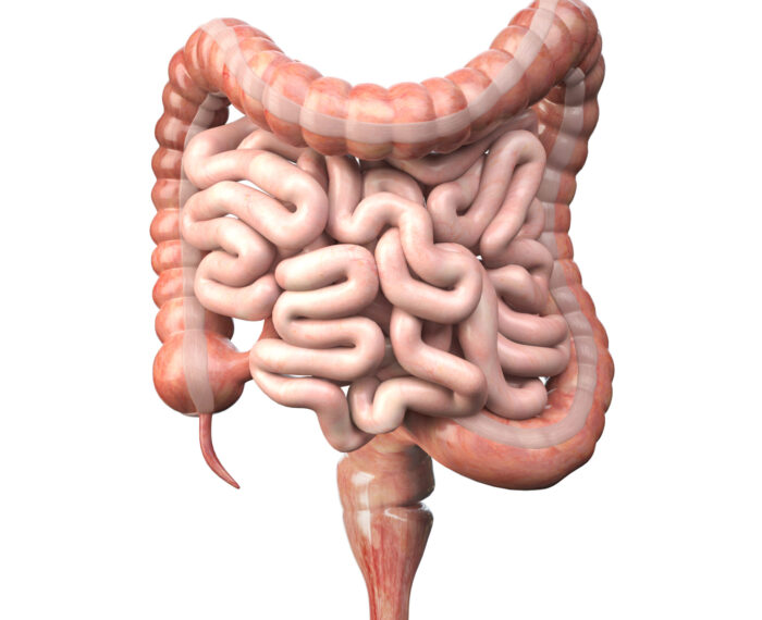 illustration of a colon and rectum