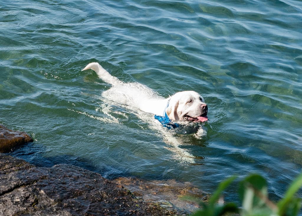  New York Climb Dog Swimming